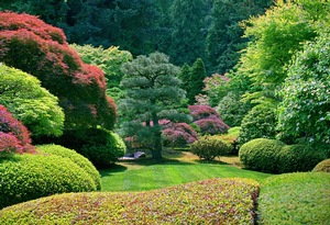 Japanese Garden Bushes