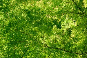 Japanese Garden Canopy
