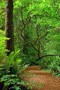 Woods Path 2