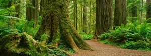 Redwoods