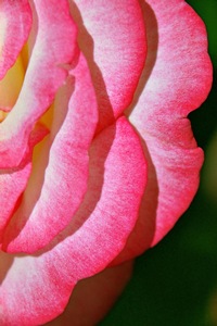 Scallops of Pink