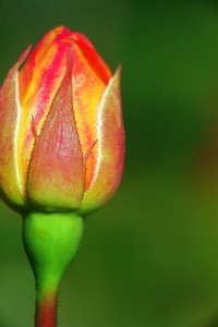 Rose Bud