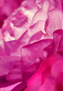 Pink Petals