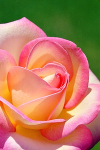 Variegated Rose 1