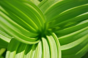 Green Bellows