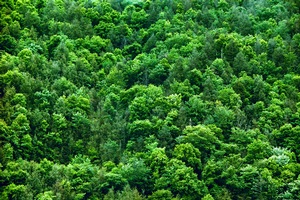 Hillside Trees