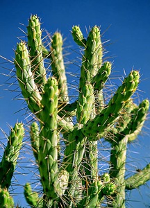 All Thorns