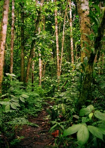 Jungle Path