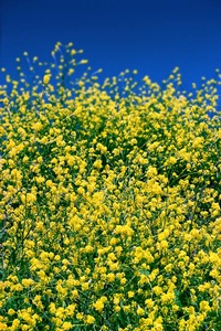 Yellow Hills