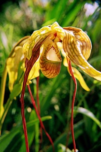 Lady Orchid
