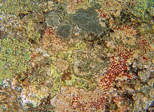 Spores