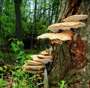Mushroom Tree
