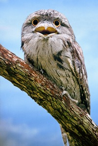 Frogmouth