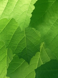 Sycamore Leaves