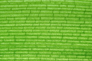 Brick Leaf