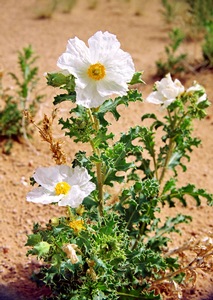 Prickly Poppy