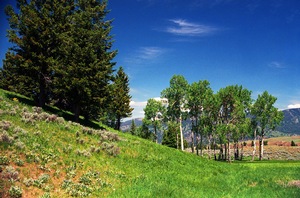Meadow 1
