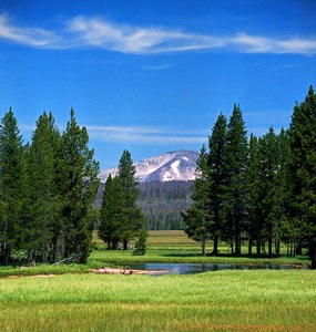 Meadow 2