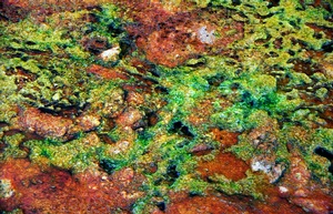 Goo